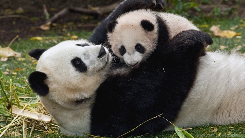 couple cub cuddling grass panda play wallpaper Clear background PNGs
