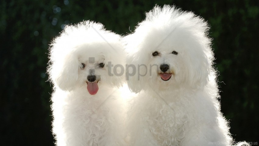 couple dog poodle shadow wallpaper HighQuality Transparent PNG Isolated Object