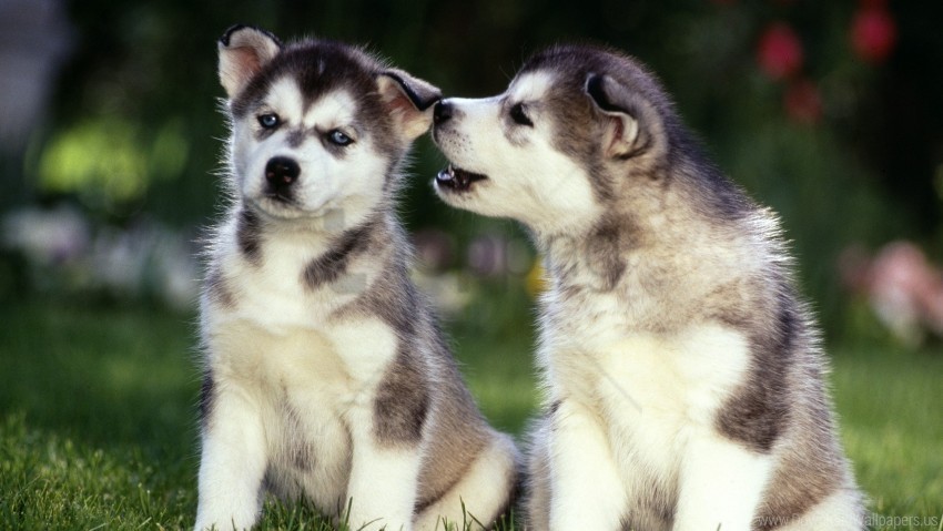 couple dogs grass husky puppies wallpaper PNG graphics with alpha transparency broad collection