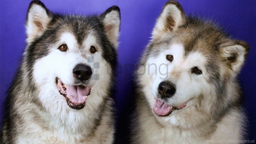 couple dogs husky leisure muzzle wallpaper Transparent PNG Isolated Graphic Design