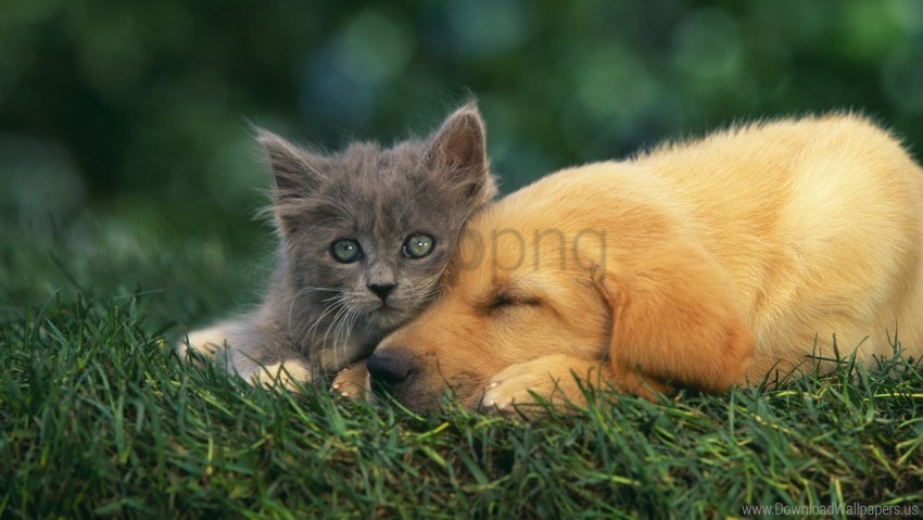 couple down dream kitten puppy wallpaper Clear PNG image