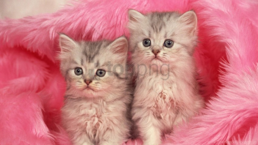 couple fur furry kittens wallpaper Isolated Element on Transparent PNG