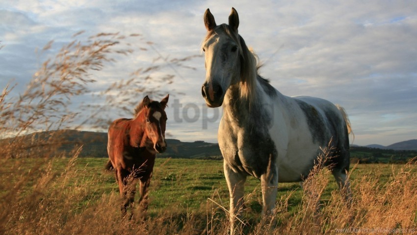 couple grass horses walk wallpaper Transparent PNG Graphic with Isolated Object