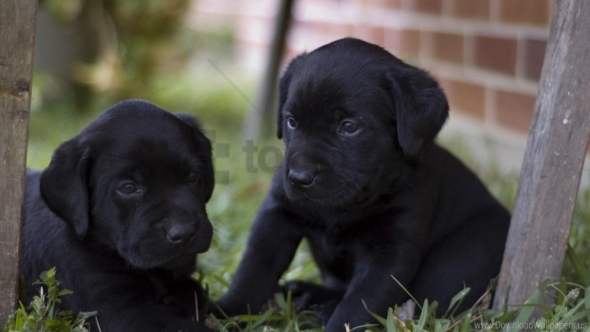 couple grass kids labradors puppies wallpaper PNG Graphic Isolated with Transparency