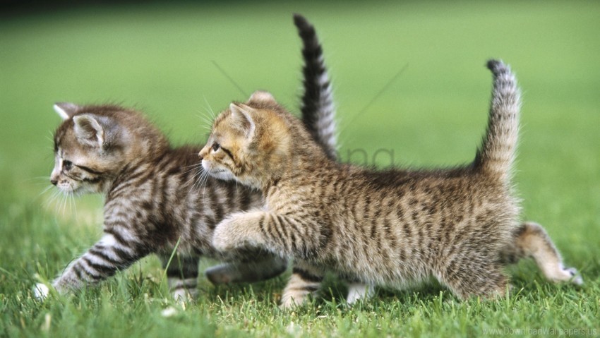 couple grass kittens walk wallpaper Transparent PNG images with high resolution