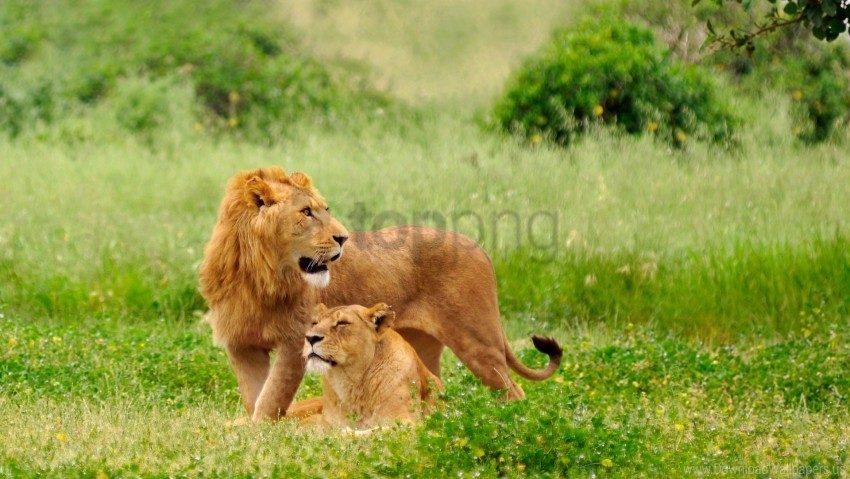couple grass lie lion lioness predators wallpaper High-quality transparent PNG images