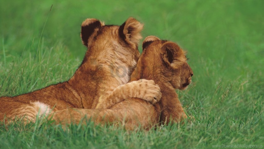 couple grass lie lions young wallpaper PNG images for personal projects