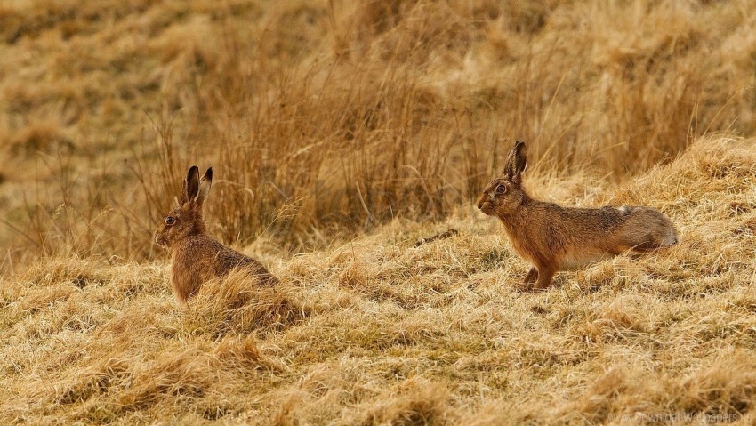 couple grass rabbits sit wallpaper PNG graphics with alpha channel pack