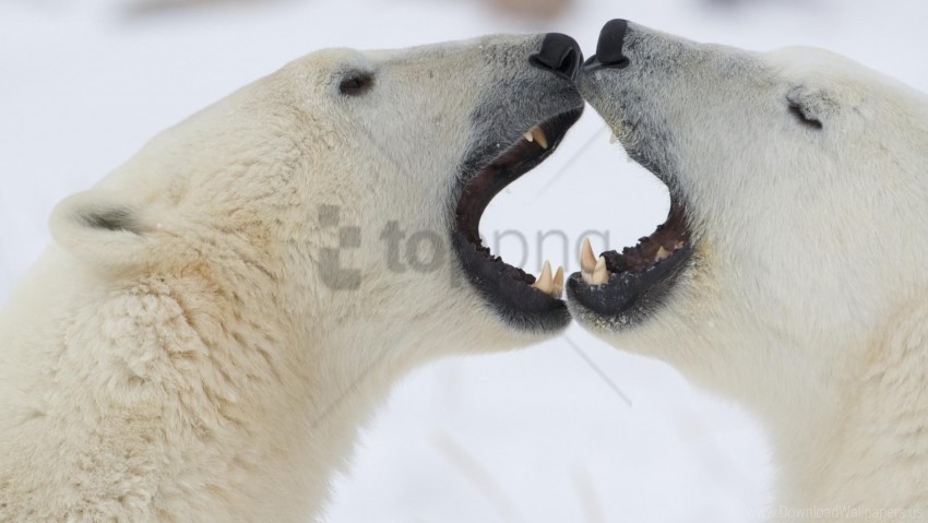 couple jaw polar bears wallpaper Isolated Item with Clear Background PNG