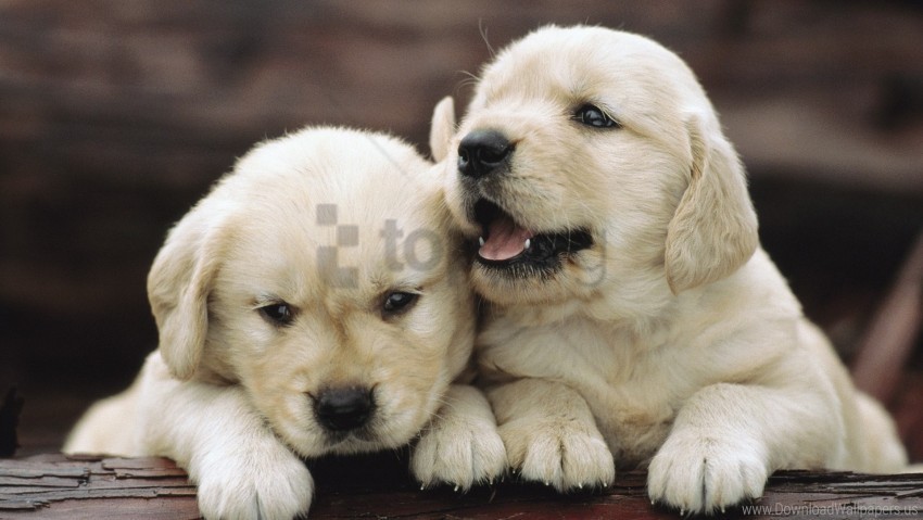 couple kids playful puppies wallpaper PNG Image with Isolated Graphic Element
