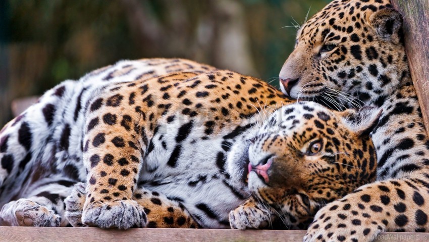 couple leopards lie down rest wallpaper Isolated Artwork on Clear Background PNG