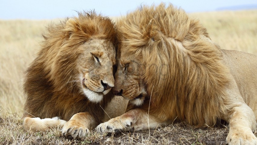 couple lie lions mane wallpaper HighQuality Transparent PNG Object Isolation