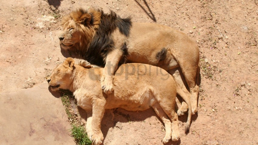 Couple Lion Lioness Lions Lying Sleeping Wallpaper Clear PNG File