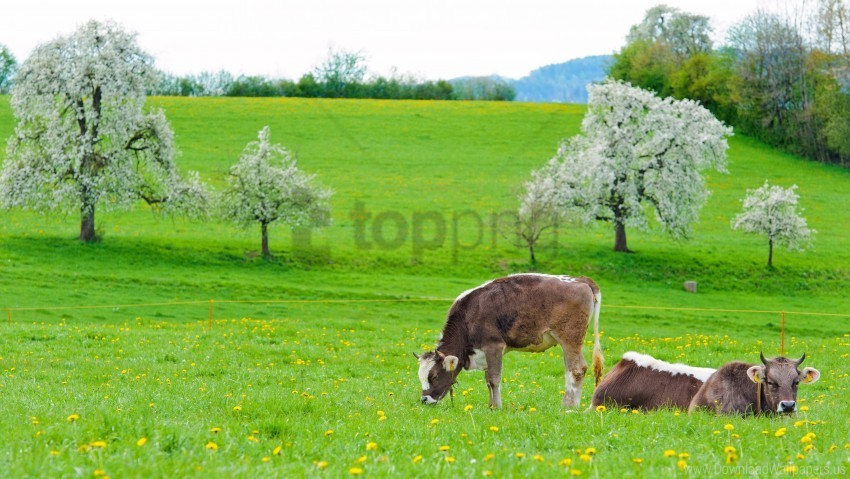 Cows Food Grass Lie Spring Wallpaper High-resolution Transparent PNG Images Comprehensive Assortment