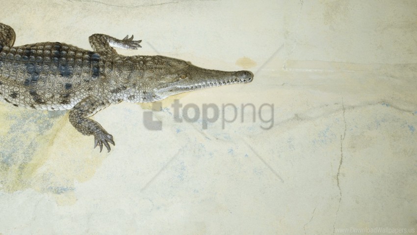 Crocodile Jaws Small Wallpaper Transparent PNG Image Isolation