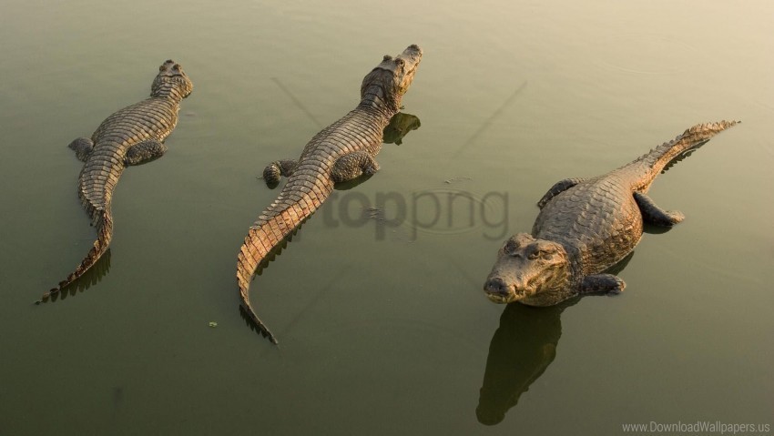 crocodiles dangerous lie water wallpaper PNG for design