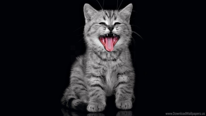 cry dark fluffy kitten wallpaper Isolated Element with Clear Background PNG