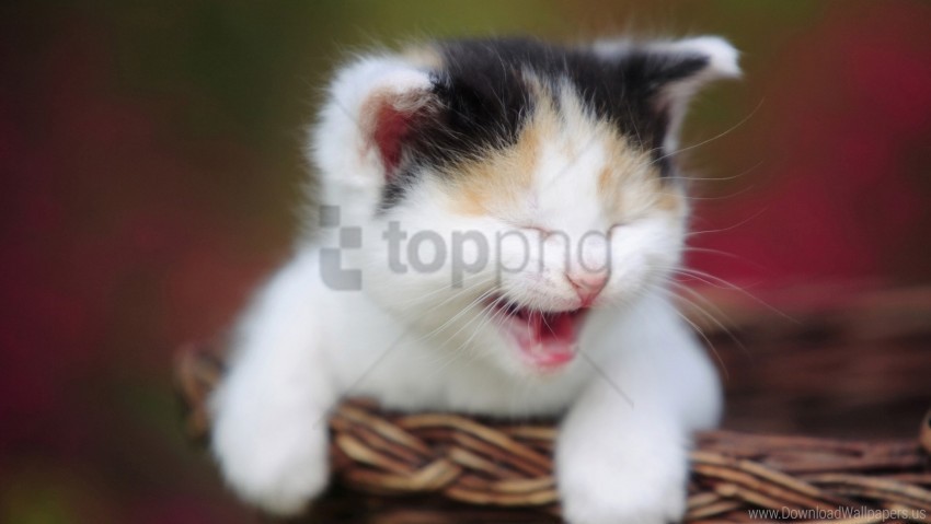 crying kitten shopping spotted wallpaper PNG images with alpha transparency layer