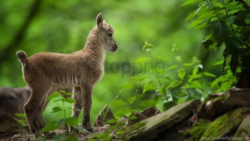 cub goat grass wallpaper PNG images for merchandise