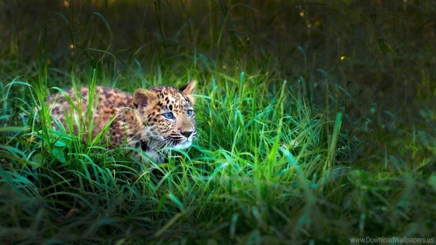 cub grass hide hunt leopard lie wallpaper Clear Background PNG Isolated Item