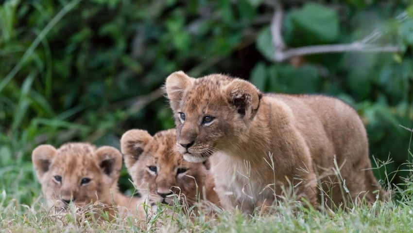 cubs eyes grass lions wallpaper PNG for Photoshop