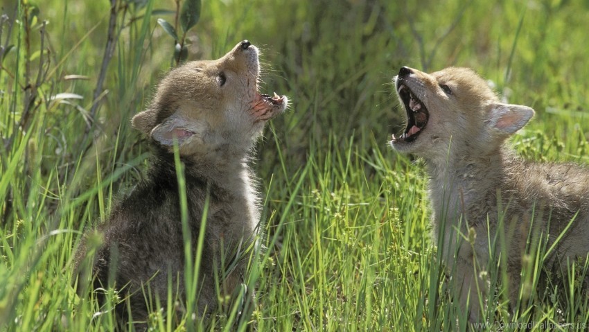 cubs grass shouting teeth waiting young wallpaper Clear pics PNG