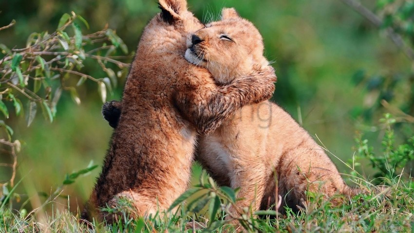 cubs herb hugging lion cubs wallpaper PNG Graphic with Isolated Clarity
