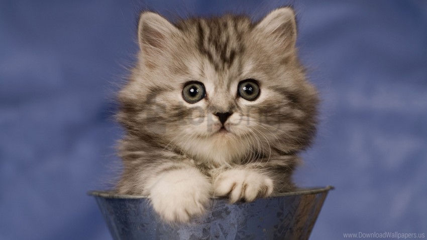 cup fluffy kitty sit wallpaper PNG transparent graphic