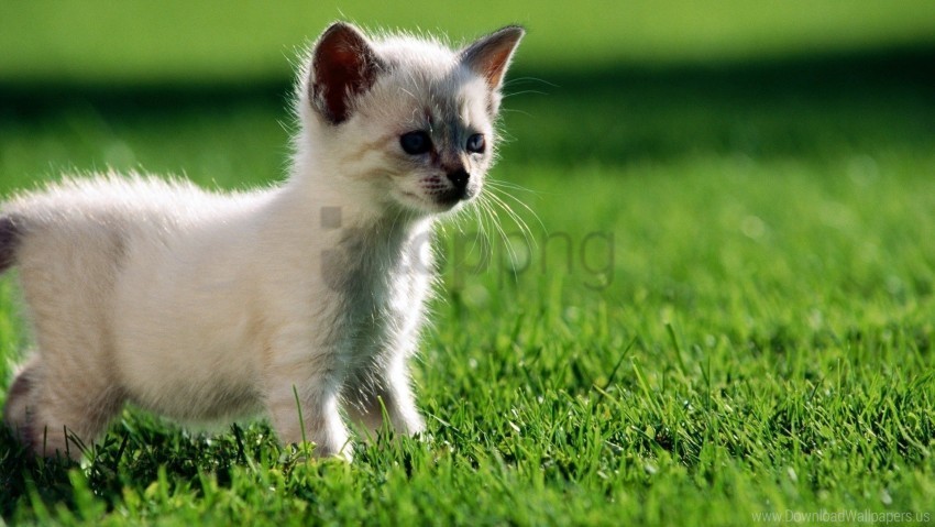 curiosity grass kitten light walk wallpaper Clear PNG pictures comprehensive bundle