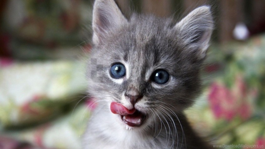 curiosity kitten lick muzzle wallpaper Clear PNG graphics free