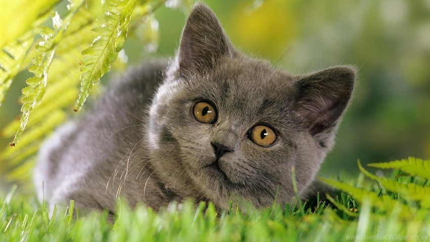 curious face furry grass kitten wallpaper PNG images with no watermark