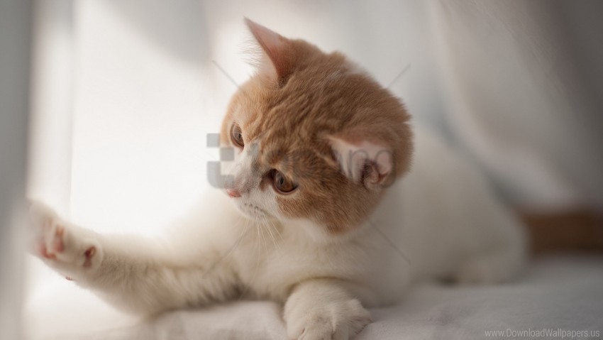 curious kitten light mottled playful wallpaper PNG Image with Isolated Graphic Element