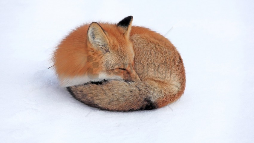 Curl Up Down Fox Sleep Snow Wallpaper HighQuality Transparent PNG Isolated Artwork