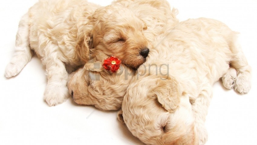 curly dog holiday puppies sleeping wallpaper High-resolution transparent PNG images variety