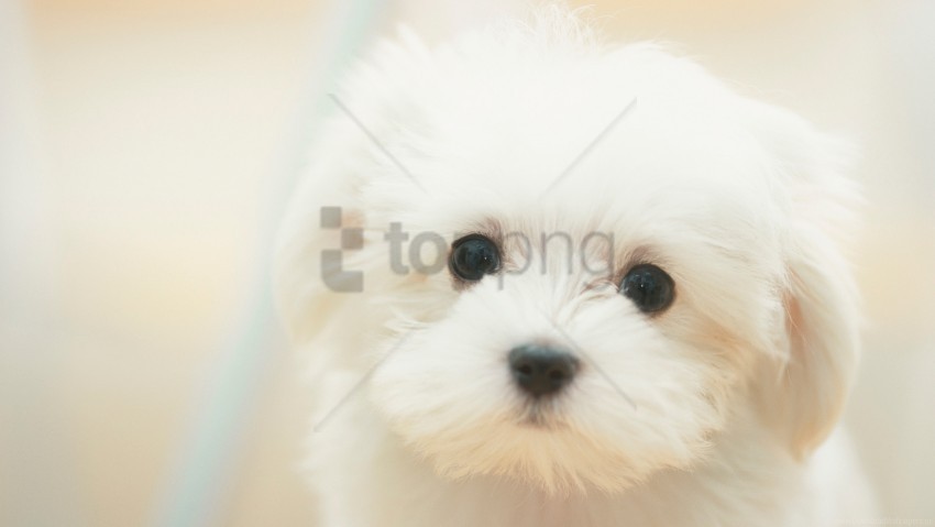 cute cute dog dog dreamy dreamy puppy puppy sad sad white white wallpaper Transparent PNG images pack