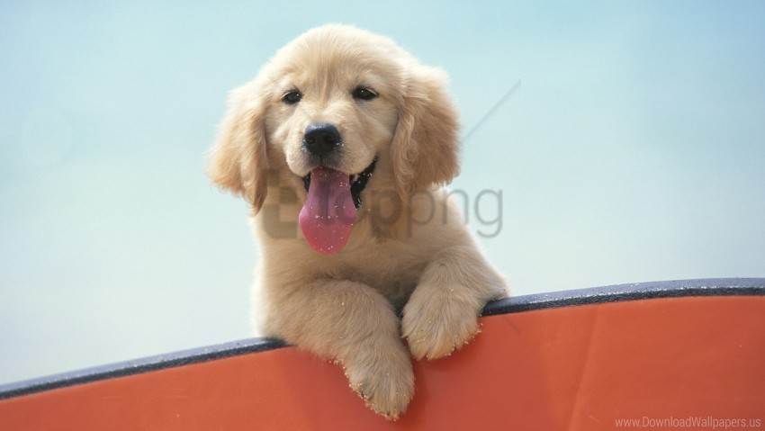 cute eyes labrador puppy snout wallpaper High-quality transparent PNG images comprehensive set