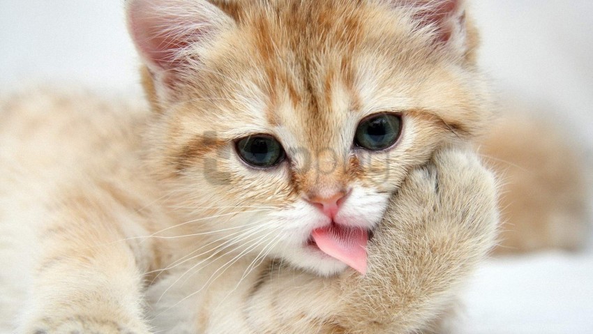 cute kitten lick muzzle paw wallpaper Clear PNG image