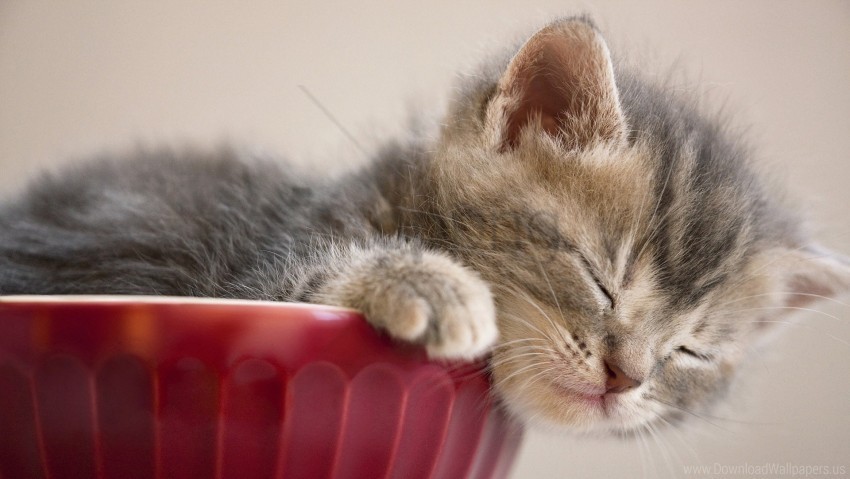 cute kitten sleepy tabby wallpaper Isolated Character in Clear Transparent PNG