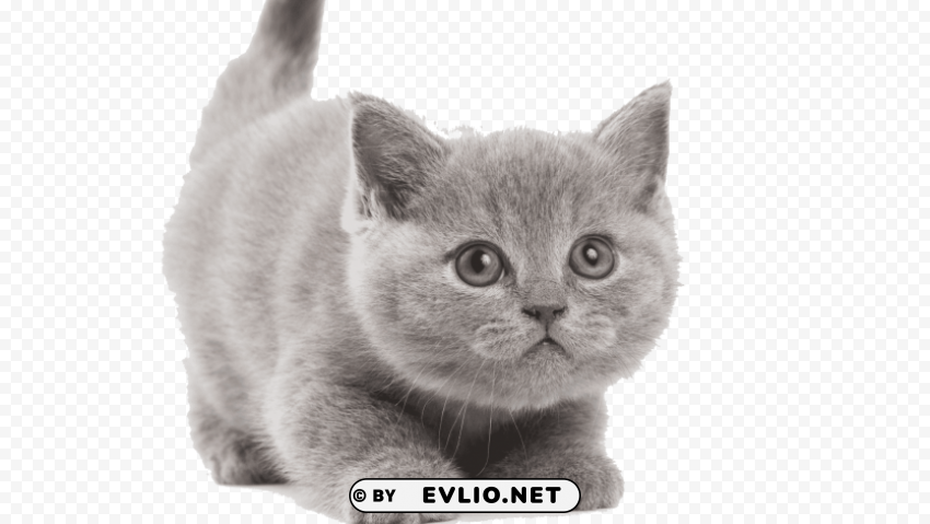 cute kittens free pictures High-resolution transparent PNG images
