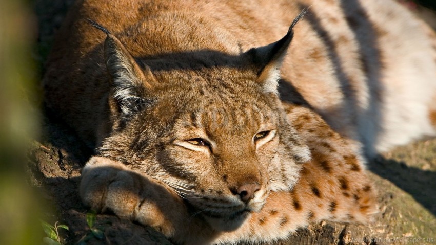 cute lynx muzzle sleep wallpaper PNG Image with Transparent Isolation