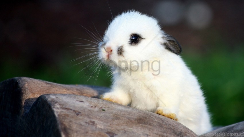 Cute Rabbit Spotted Wallpaper PNG Graphic With Transparent Isolation