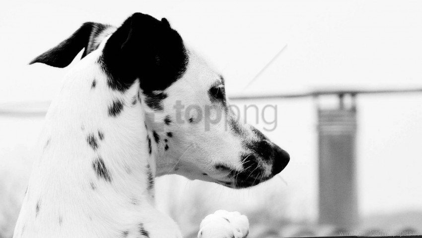 dalmatian dog face pro spotted wallpaper Clear Background PNG Isolated Subject