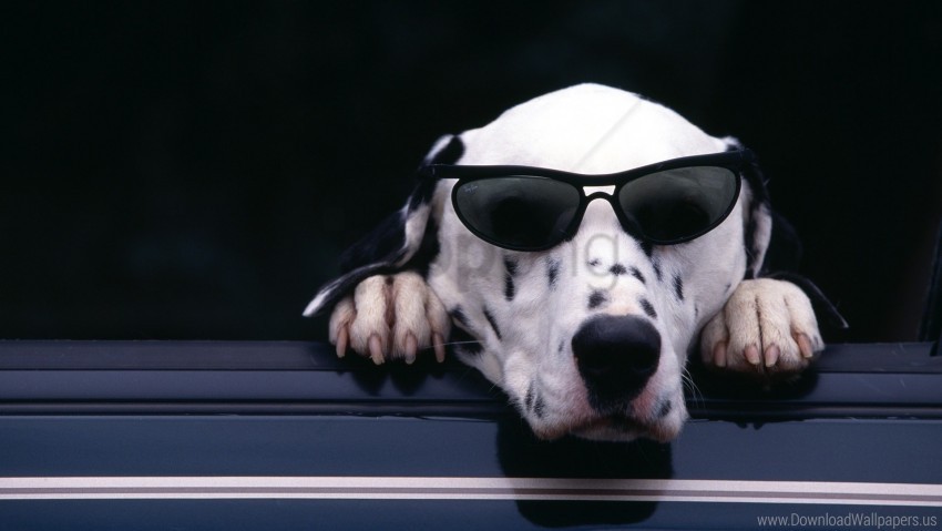 dalmatian dog face sunglasses wallpaper Isolated Character in Clear Background PNG