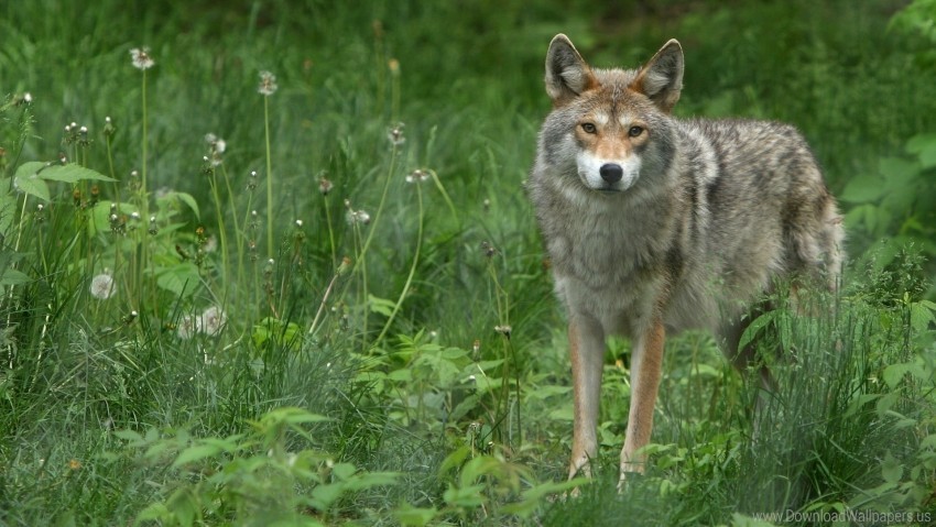 dandelions grass gray wolf wallpaper PNG pictures with no background required