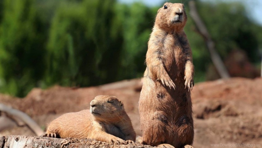 danger forest groundhog marmot rodent stand wallpaper Transparent PNG images set