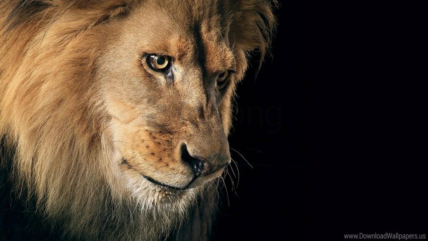 dark background lion mane predator wallpaper PNG transparent images bulk