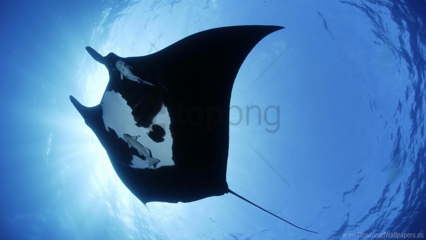 davy jones manta swim underwater wallpaper Isolated Icon in Transparent PNG Format