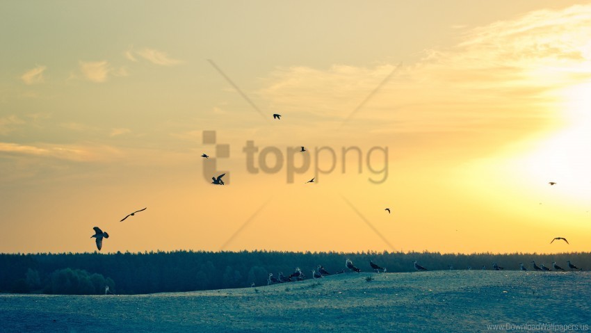 dawn gulls morning sky wallpaper PNG Image with Isolated Graphic Element