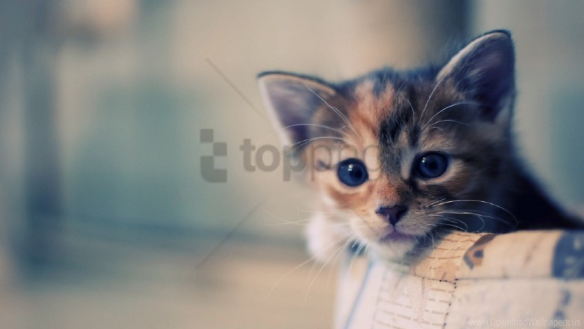 Dear Kitten Muzzle Spotted Waiting Wallpaper Isolated Subject With Clear PNG Background