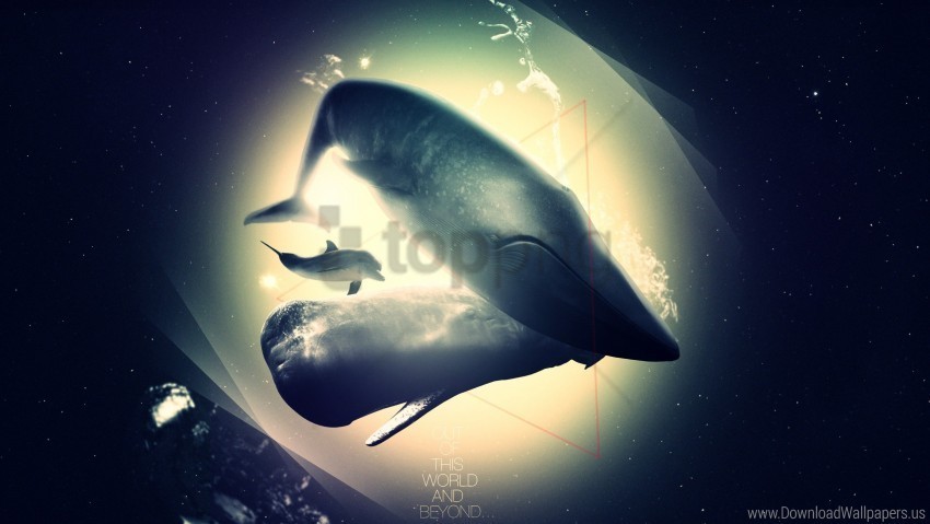 deep dolphin light shadow whale wallpaper PNG for overlays